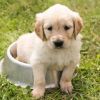 Kürbiskernöl für Hunde: Ihr gesundes Haustier